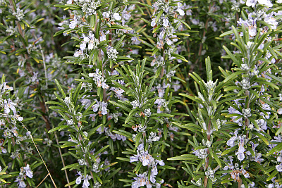 ROSMARINUS OFFICINALIS.jpg